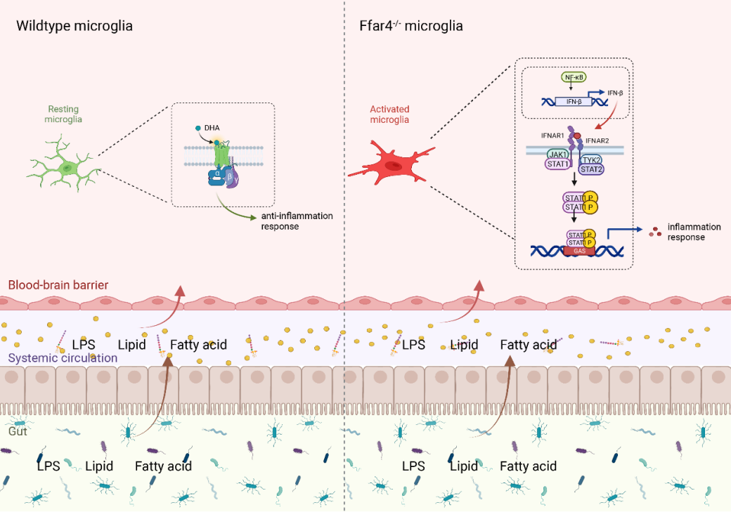 Sci Adv丨陈永泉/朱升龙揭示小胶质细胞中Ffar4调控肥胖相关认知障碍